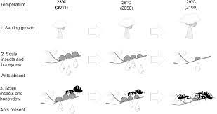 Weaver ants carrying food to their nest. Observed Response Of Each Partner In The Ant Scale Insect Plant Download Scientific Diagram