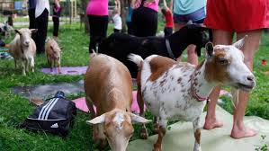We help people improve their health and quality of life through the integration of body, mind, and spirit within a welcoming, supportive community. Goat Yoga Coming To Oklahoma City During Festival At Myriad Botanical Gardens Kokh