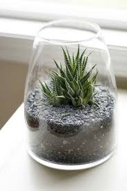 Zebra Haworthia Terrarium Piante Fiori Rari Piante Grasse