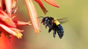 Carpenter bees look similar to bumble bees in appearance, but they lack yellow markings on their instead, carpenter bee abdomens are smooth and shiny, whereas bumble bees' have hairy eastern carpenter bees, for example, strongly emulate the appearance of bumble bees, with sleek, black. Carpenter Bee Sting Identifying Treating Preventing