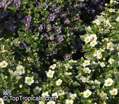 Image result for Exacum