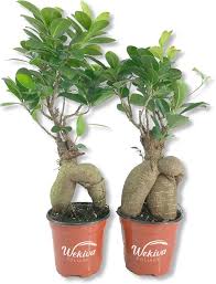 Image result for Ficus conraui