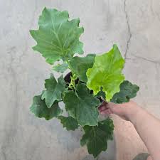 Image result for Dipcadi platyphyllum