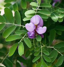 Image result for Indigofera secundiflora