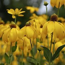 Image result for Rudbeckia laciniata