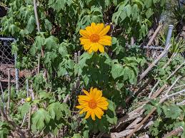 Image result for Tithonia diversifolia