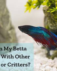 Top 6 Reasons Betta Fish Die And How To Prevent It Pethelpful By Fellow Animal Lovers And Experts