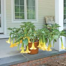 Image result for Brugmansia