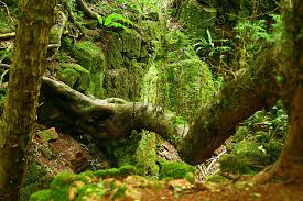 We did not find results for: Puzzlewood Tolkien S Inspiration For Middle Earth Kuriositas