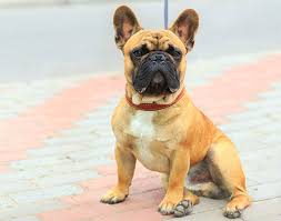 The temperament of a french bulldog becomes an issue if they are behaving stubbornly frequently. Learn All About The French Bulldog Breed History Stats Health More