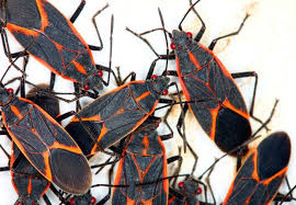 How to get rid of little black bugs in garden. How To Get Rid Of Boxelder Bugs Bob Vila