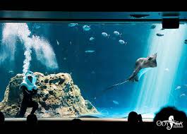 Odysea Aquarium Local Coupons November 2020