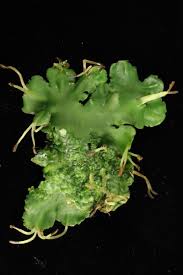 Image result for Bothriocline monocephala