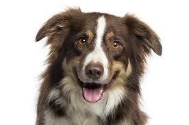 How can i help my dog if it has been diagnosed with cancer? Studypages Using A New Technique To Shrink Liver Tumors In Dogs