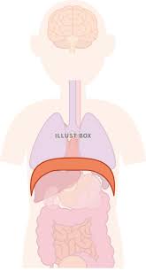 横隔膜 呼吸器 器官：イラスト無料