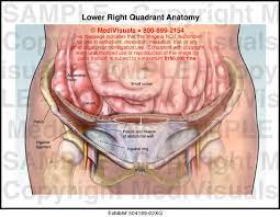 Region (below the stomach) contains the organs around the pubic bone. Lower Abdomen Anatomy Anatomy Drawing Diagram