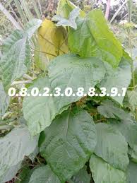 Image result for Alchornea cordifolia