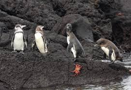 The majority (approximately 90%) of galapagos penguins live on and around the islands of fernandina and. Galapagos Penguin Species Galapagos Conservation Trust