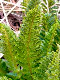 Image result for Polystichum sinense