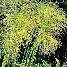 Image result for Cyperus sp. no. 1