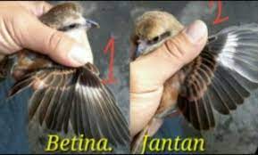 Ciri Perbedaan Cendet Jantan Dan Betina Beserta Gambarnya