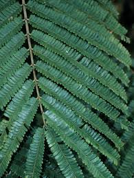 Image result for Parkia