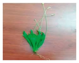 Image result for Sida ovata