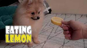 Pomeranian react to Eating Lemon - YouTube