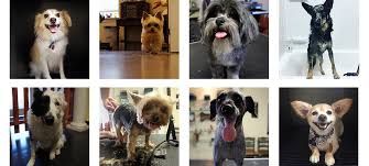 Maybe you would like to learn more about one of these? Mutt Cuts Pet Grooming In Chico Ca