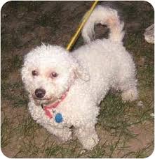 Maybe you would like to learn more about one of these? Kansas City Mo Bichon Frise Meet Ramzee A Pet For Adoption