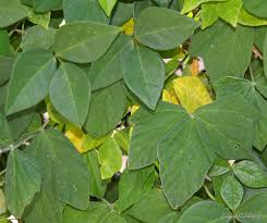 Image result for Macrotyloma africanum