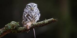 Buho Caracteristicas Anatomia Alimentacion Y Reproduccion Tecolote moteado mexicano (strix occidentalis lucida) tecolote es el nombre común en méxico, el salvador, guatemala y honduras de varias aves de la familia. buho caracteristicas anatomia