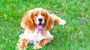 Maybe you would like to learn more about one of these? Protect Your Pets Vets Issue Tips For Keeping Pets Safe During Hot Summer Days