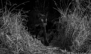 If you have your own one, just send us the image and we will show it on the. Elusive Black Leopards Of Africa Captured In Photographic First