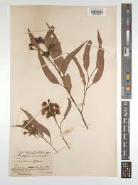Image result for Eucalyptus paniculata
