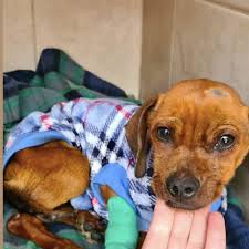 Open seven days a week. Donations Pour In For Dog Dropped Off In Bucket Soaked In Car Oil