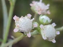 Santa Maria feverfew (Parthenium hysterophorus) · iNaturalist
