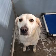 Texas with Midland Humane Coalition Adopt Daisy 💛🐾 This sweet 1 year old  Lab mix is looking for a forever family to call her own! Daisy is an  affectionate, gentle girl who