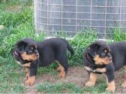 Well, there are many ways … Two Purebread Rottwieler Puppies Rottweiler Puppies Rottweiler Puppies For Sale Rottweiler