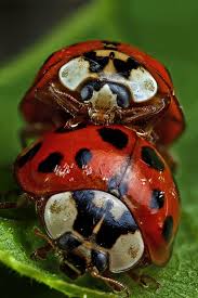 Are Black And Red Ladybugs Poisonous Macro And Still Life On Fine Art Photography Deviantart Ladybug Insect Photography Poisonous Ladybugs