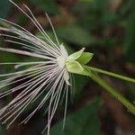 Image result for Maerua duchesnei