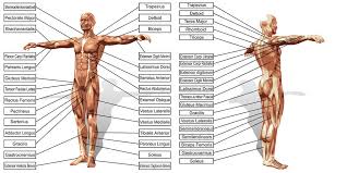 They don't grow new fibers, they just grow thicker. An Overview Of The Body S Major Muscles Groups