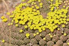 Image result for Linderniella gracilis