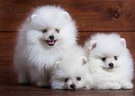 Pomeranian Price Range Cost How Much Are Pomeranian Puppies