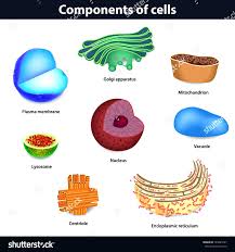 Components Of Cells In 2020 Vector Illustration Cell Plasma Membrane