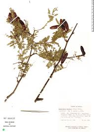 Image result for Libidibia coriaria