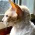 Rescue Me! Cornish Rex Rescue - Home | Facebook