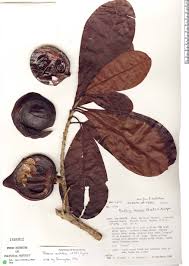 Image result for Pouteria pseudoracemosa