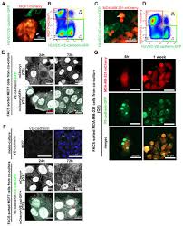 As your local cardiff pest controllers we understand that if you uncover a wasp nest or you find rats in your commercial premesis, then you will require a fast and efficient service. Cancers Free Full Text Extracellular Vesicle Transfer From Endothelial Cells Drives Ve Cadherin Expression In Breast Cancer Cells Thereby Causing Heterotypic Cell Contacts Html