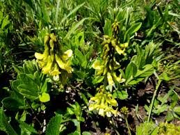 Image result for Eriosema angolense